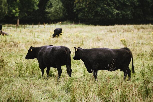 Lieblingsrezept: Black-Angus Rumpsteak