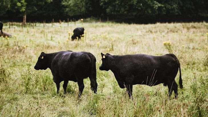 Black-Angus Rumpsteak