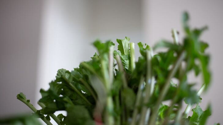 Gedünsteter Rucola