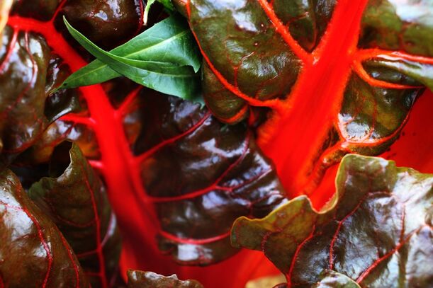 Lieblingsrezept: Geschmorter Radicchio