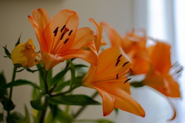 Lieblingsrezept: Lachskotelett mit Orangenblüte