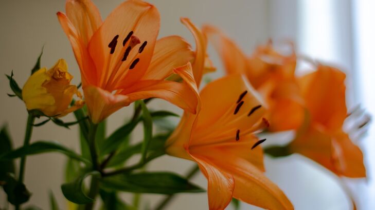 Lachskotelett mit Orangenblüte