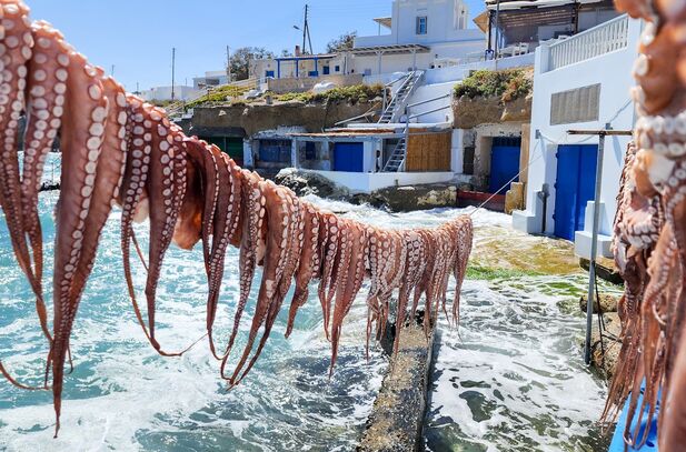Lieblingsrezept: Oktopus