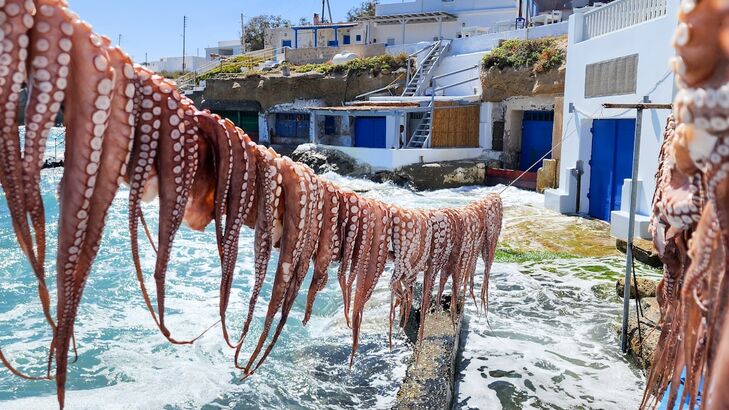Oktopus