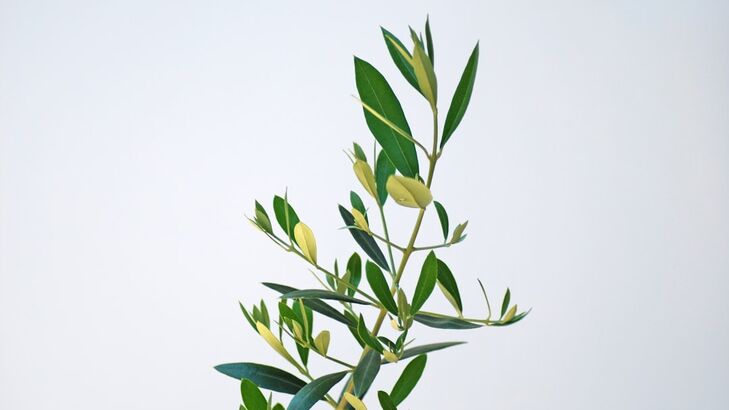 Steinbutt mit Kräuterolivenöl