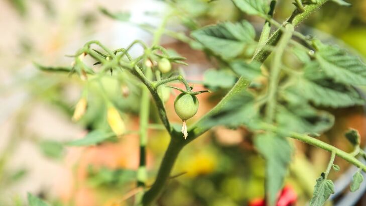Tomatensauce für die Pizza