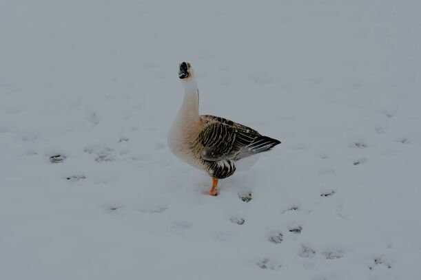 Lieblingsrezept: Winterliche Füllung