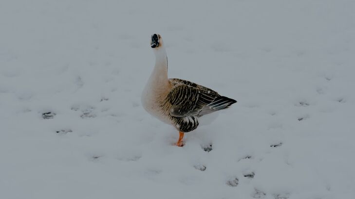 Winterliche Füllung